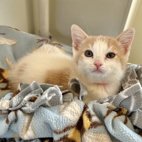 Calamansi, Adoptable, Kitten Female Domestic Short Hair.