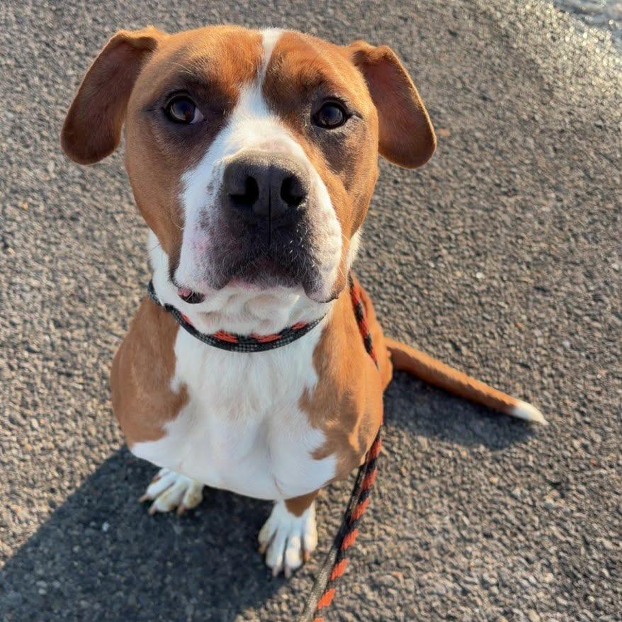 Enlarge Gunner, a Adoptable Boxer in Ballston Spa, NY image 1/3
