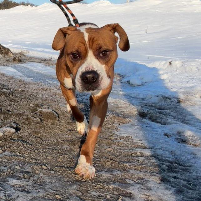 Enlarge Gunner, a Adoptable Boxer in Ballston Spa, NY image 2/3