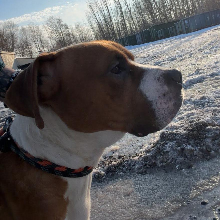 Enlarge Gunner, a Adoptable Boxer in Ballston Spa, NY image 3/3