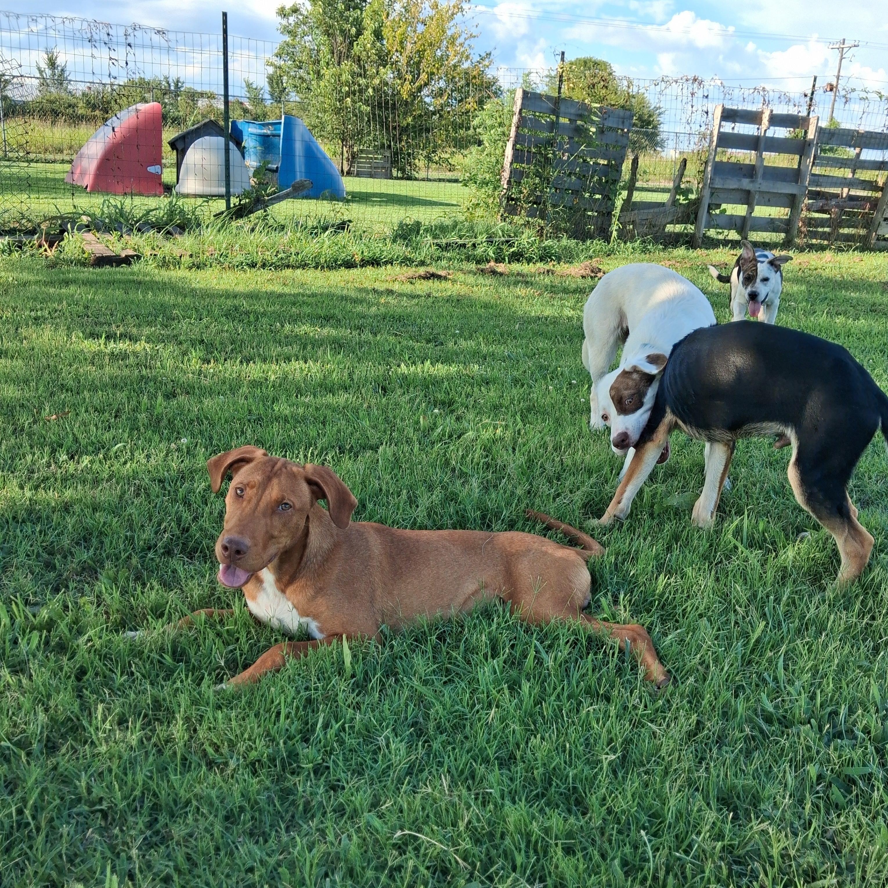 Enlarge Red, a Adoptable mixed breed in Manchester, NH image 3/5