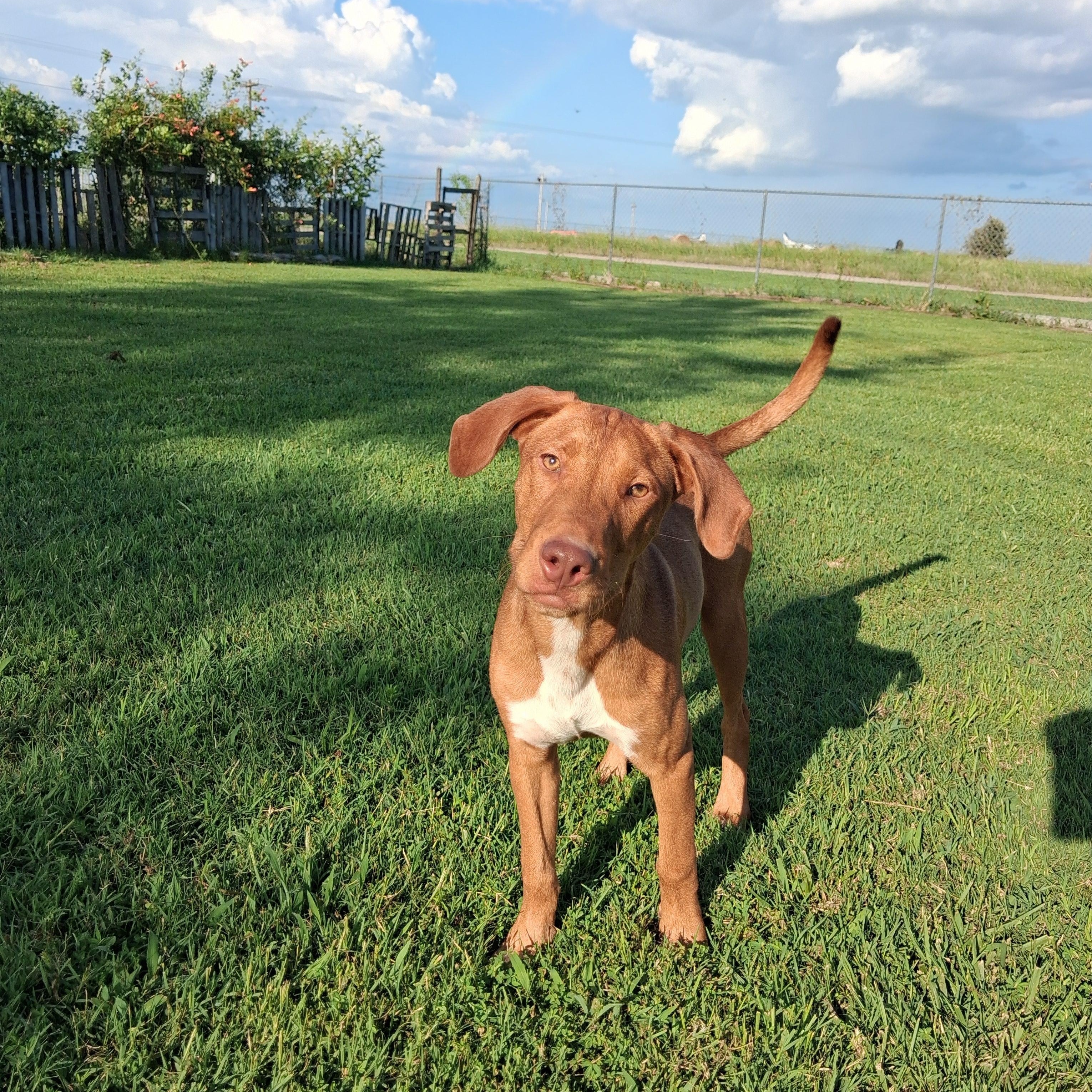 Enlarge Red, a Adoptable mixed breed in Manchester, NH image 4/5