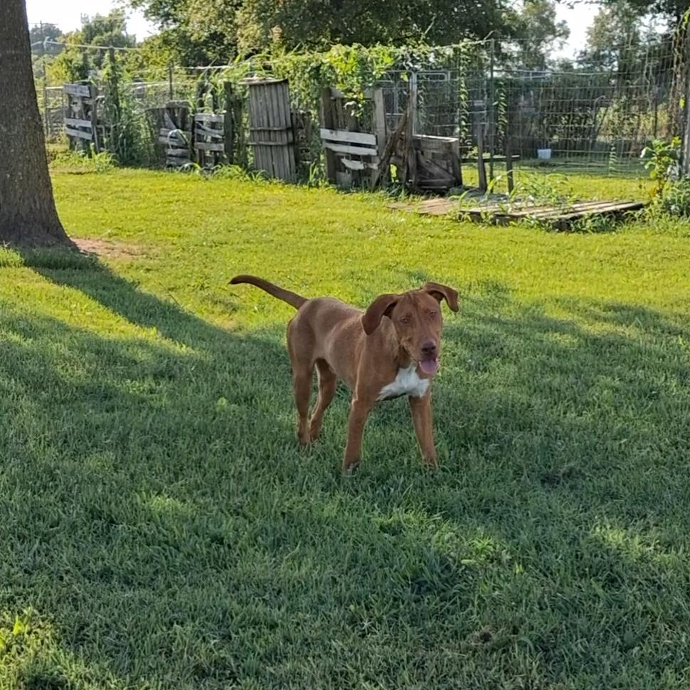 Enlarge Red, a Adoptable mixed breed in Manchester, NH image 5/5
