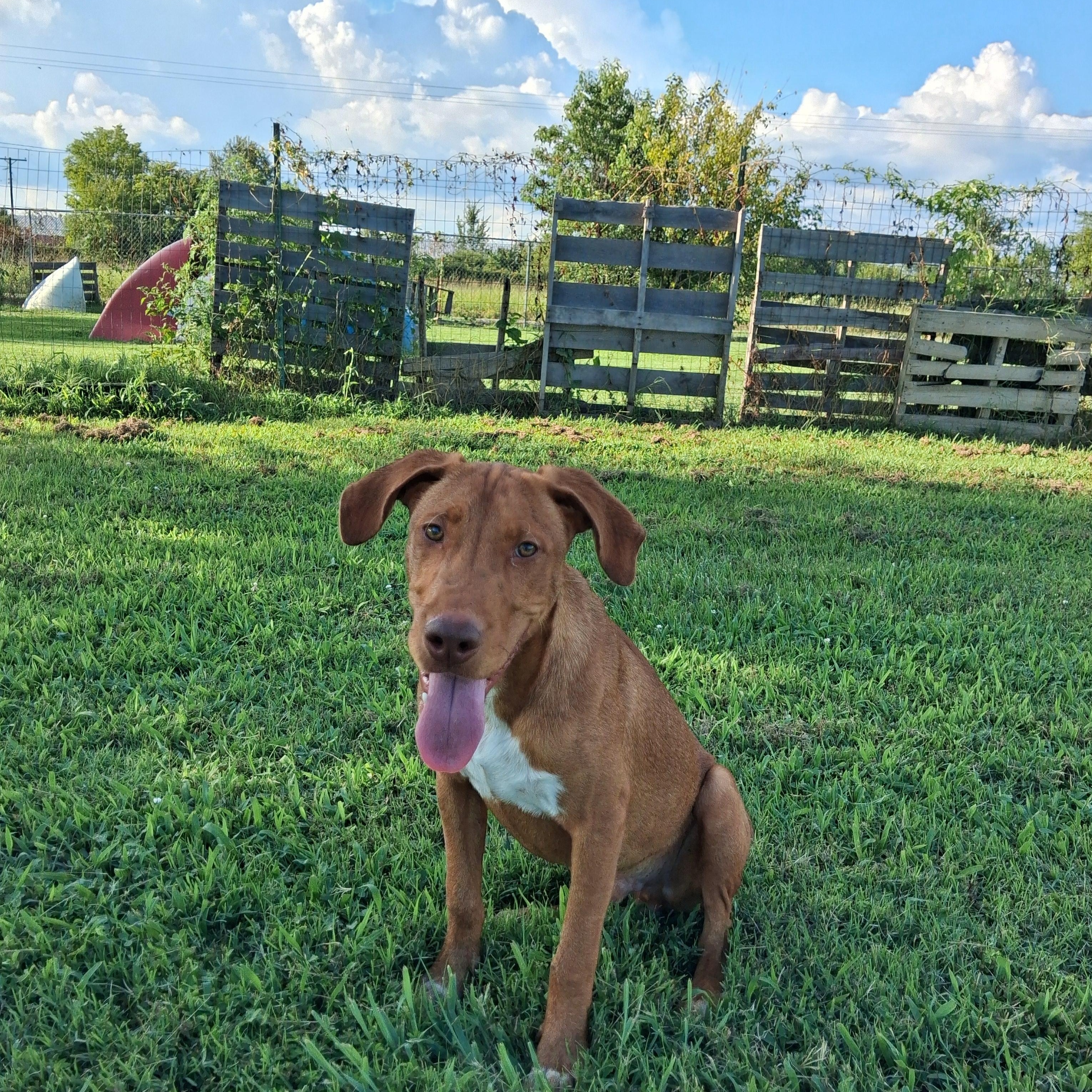Red, Adoptable, Adult Male Hound.