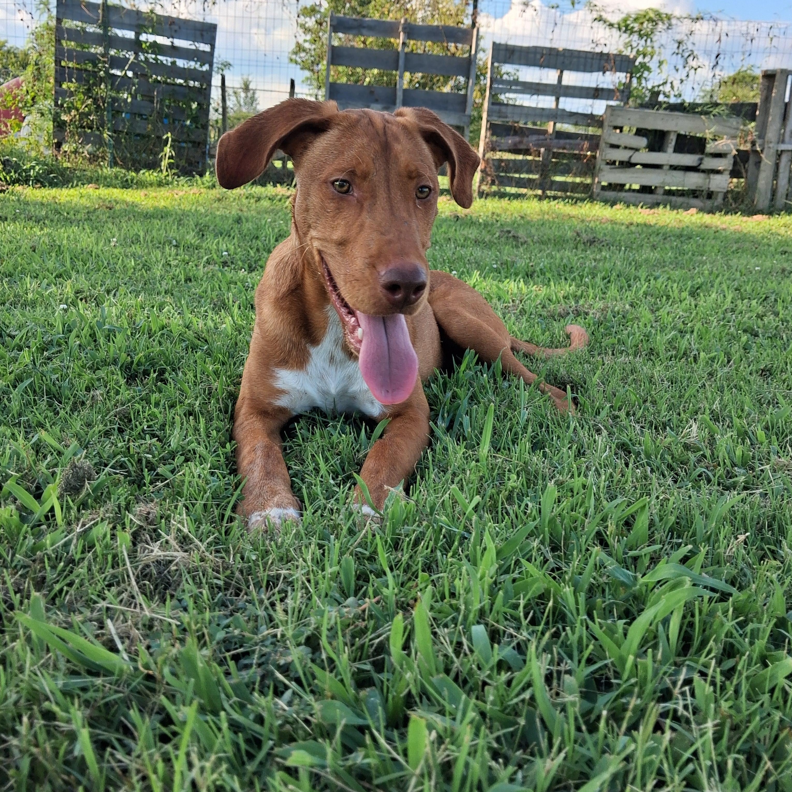 Enlarge Red, a Adoptable mixed breed in Manchester, NH image 2/5