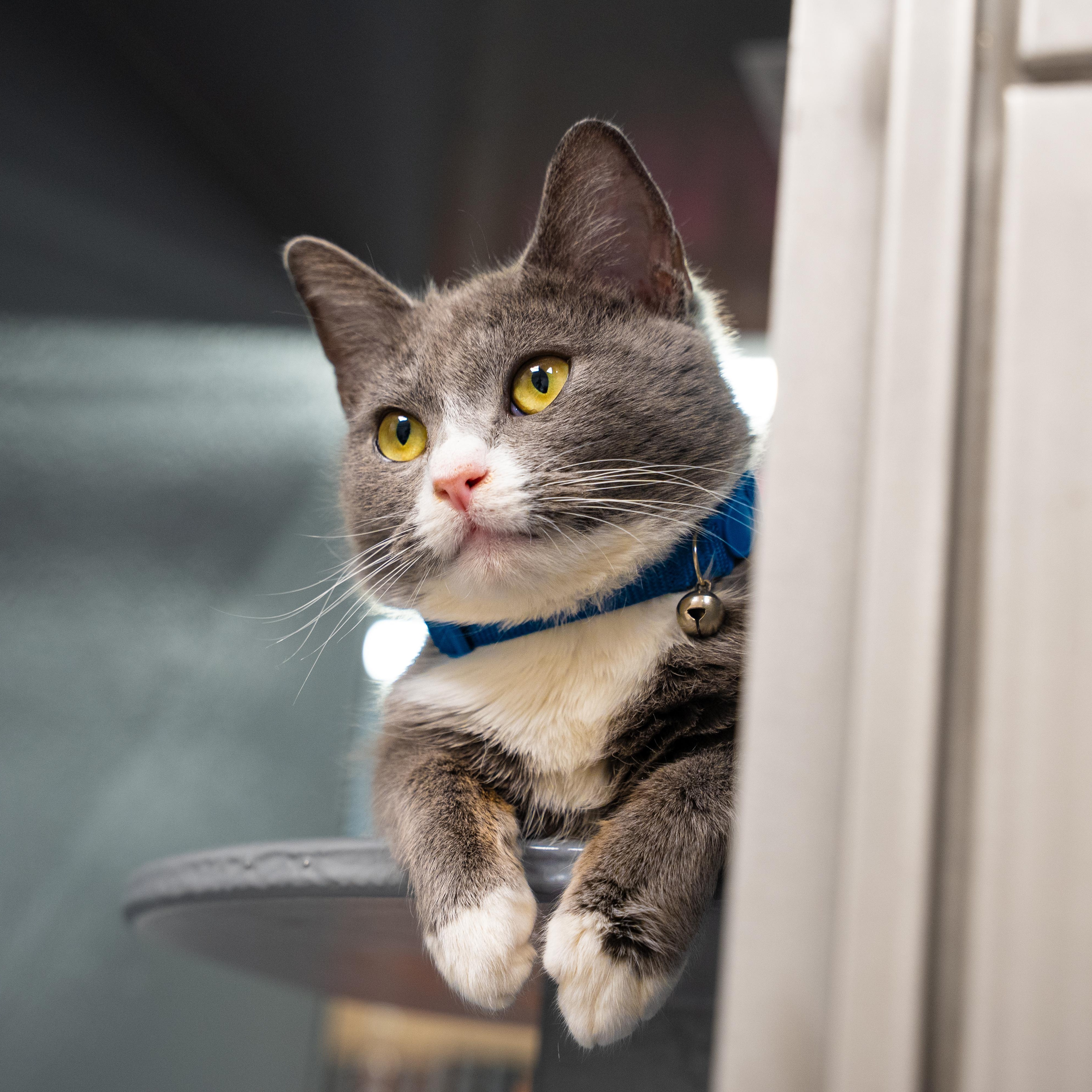 Enlarge Matrix , an adopted Domestic Short Hair in Dalton, GA image 2/3