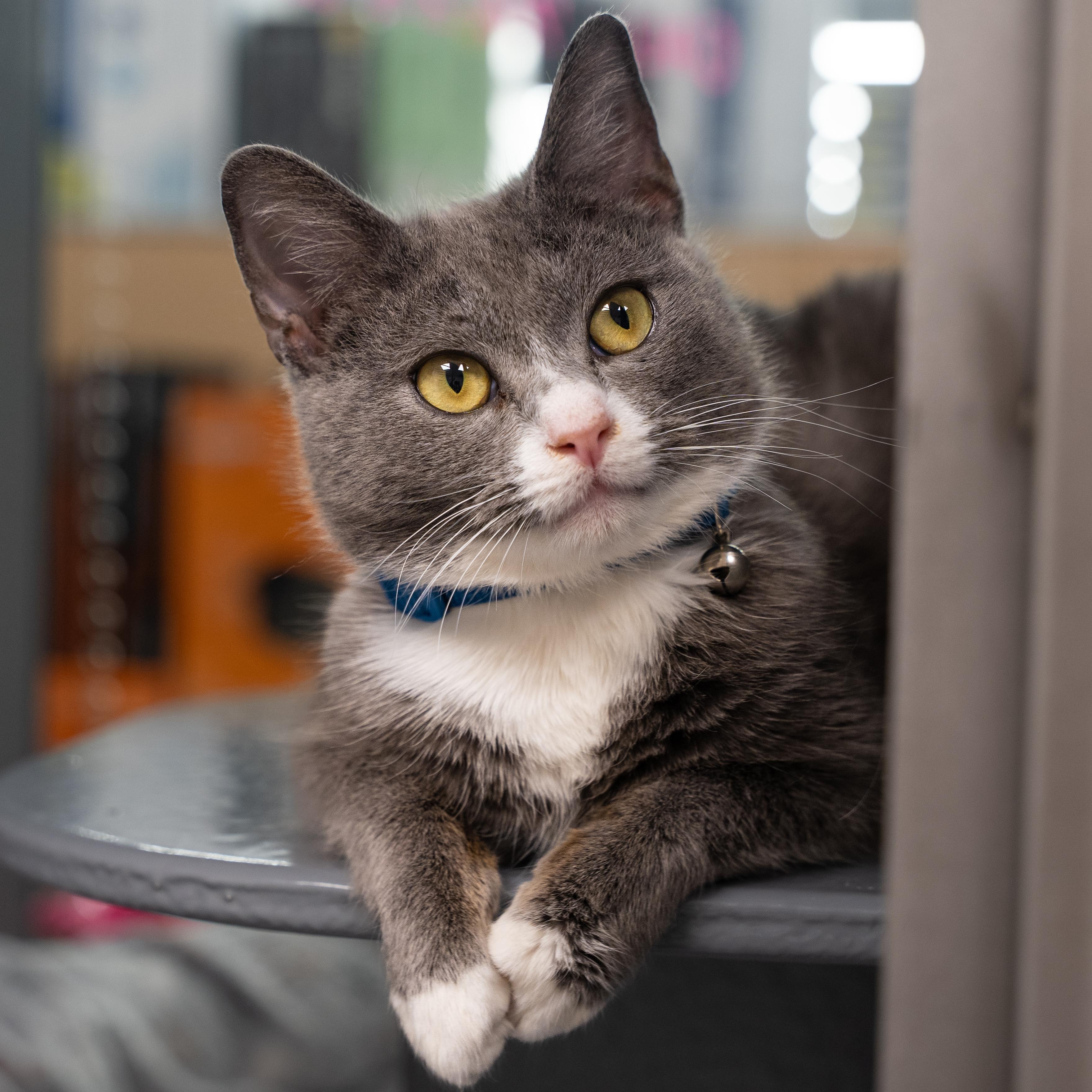 Enlarge Matrix , an adopted Domestic Short Hair in Dalton, GA image 1/3