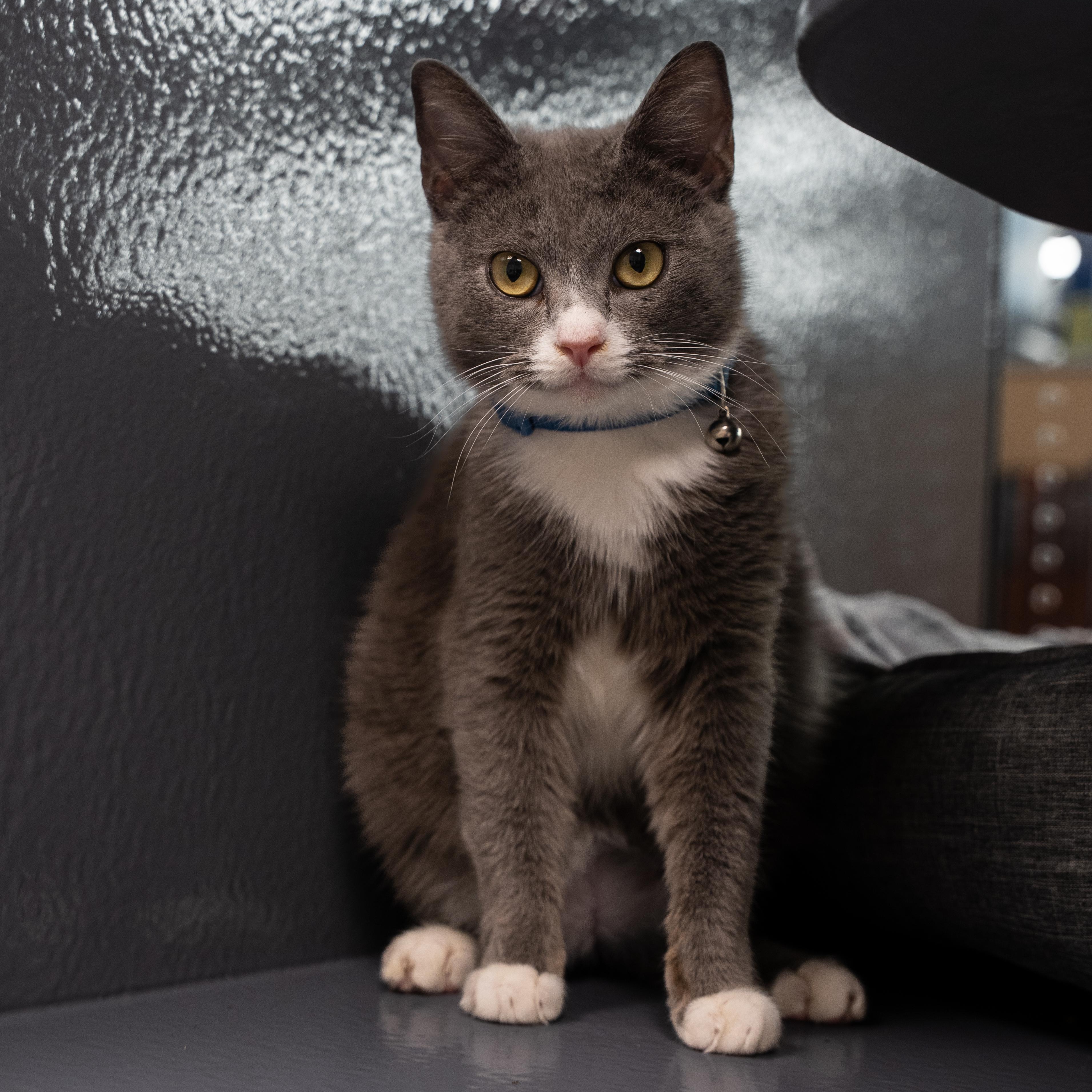 Enlarge Matrix , an adopted Domestic Short Hair in Dalton, GA image 3/3