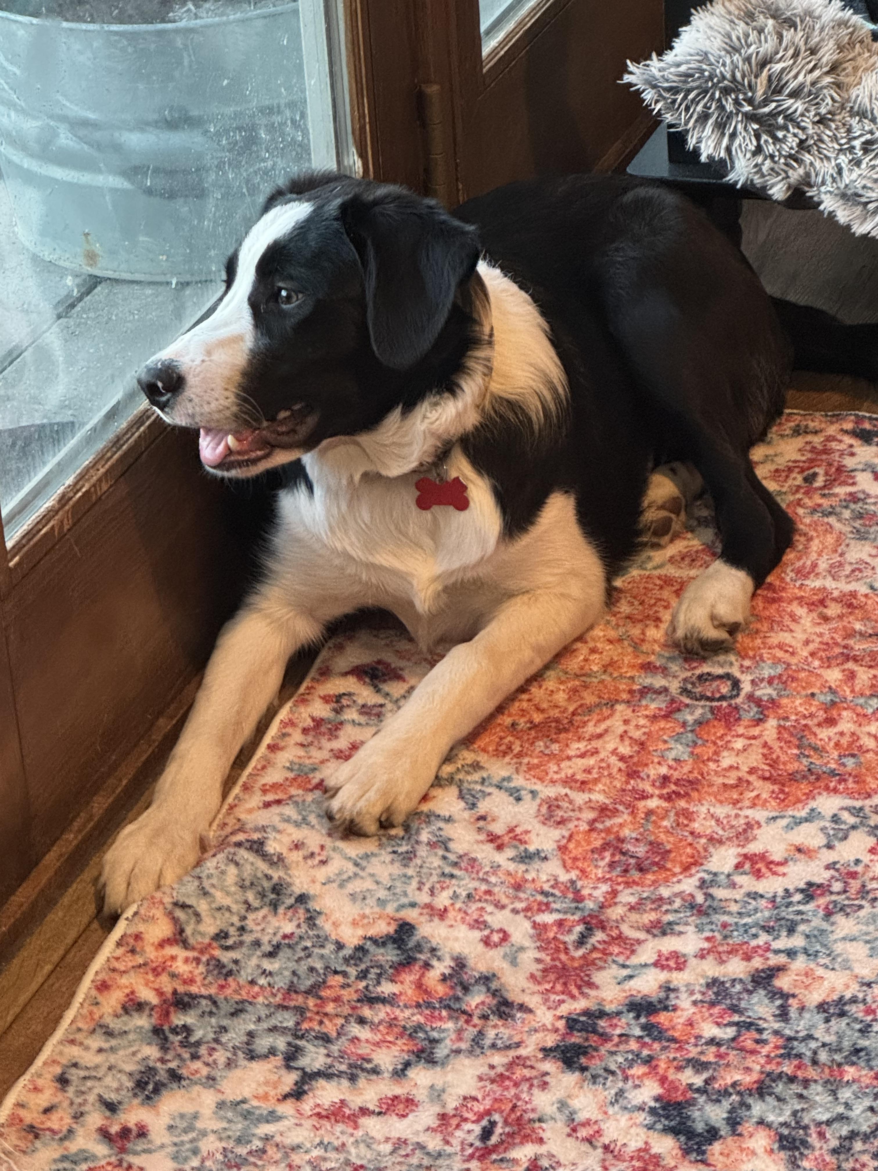 Gravy , adopted, Young Male Border Collie.