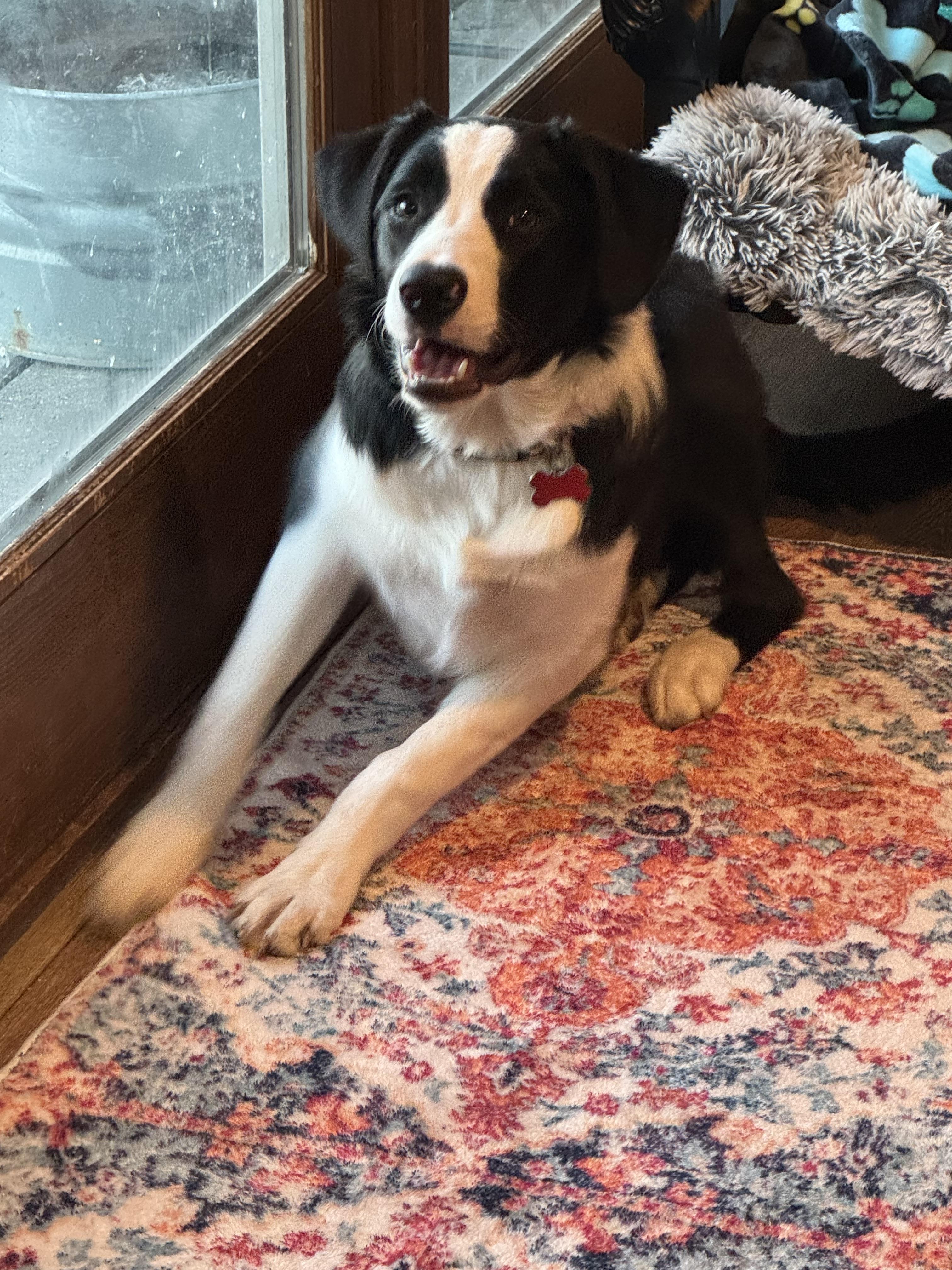 Enlarge Gravy , an adopted mixed breed in North Freedom, WI image 2/3