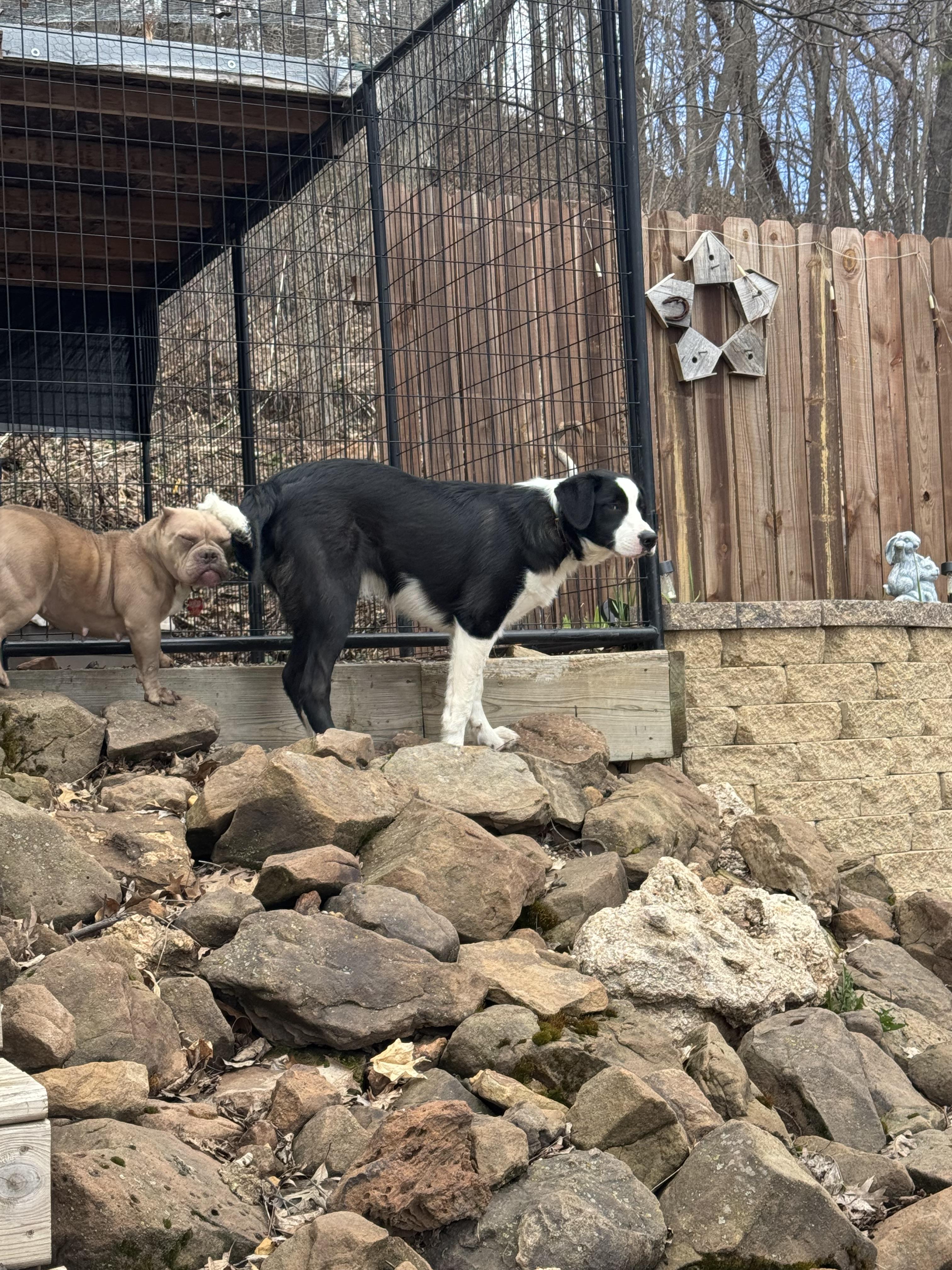 Enlarge Gravy , an adopted mixed breed in North Freedom, WI image 3/3