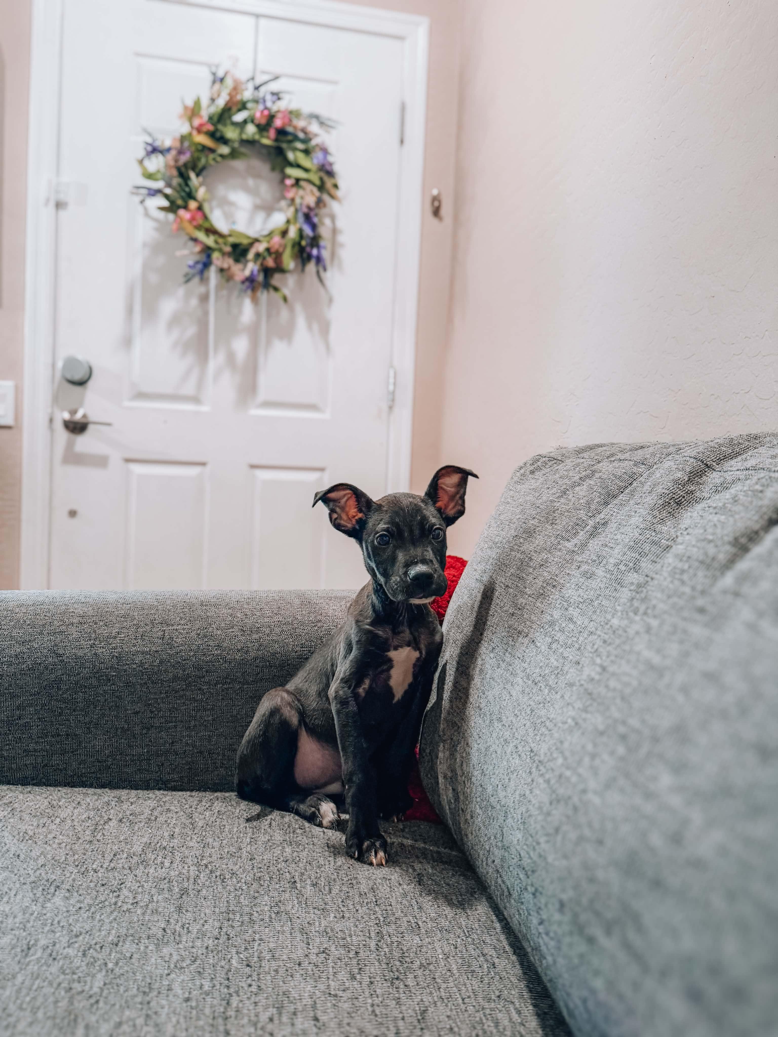 Max, ADOPTABLE, Puppy Male Terrier.
