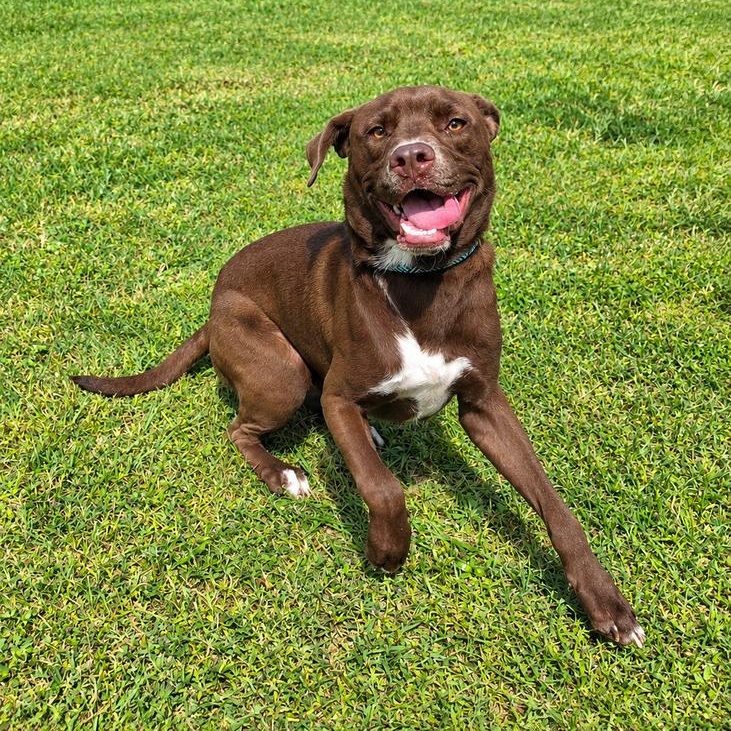 Enlarge Craig, a Adoptable mixed breed in Valdosta, GA image 2/3