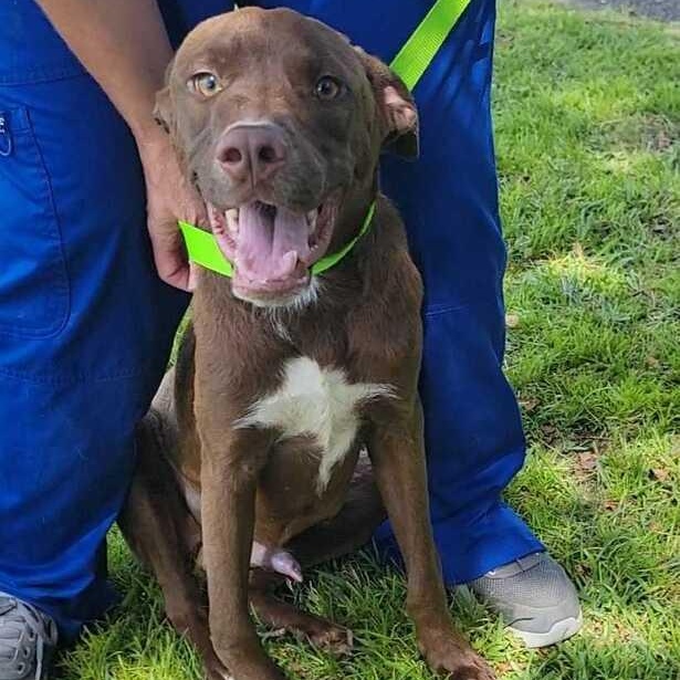 Craig, a ADOPTABLE mixed breed in Valdosta, GA image 3/3