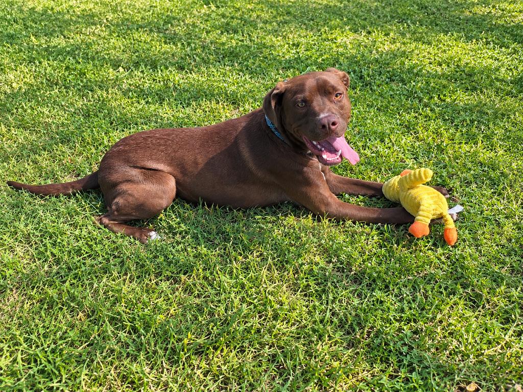 Enlarge Craig, a Adoptable mixed breed in Valdosta, GA image 3/3