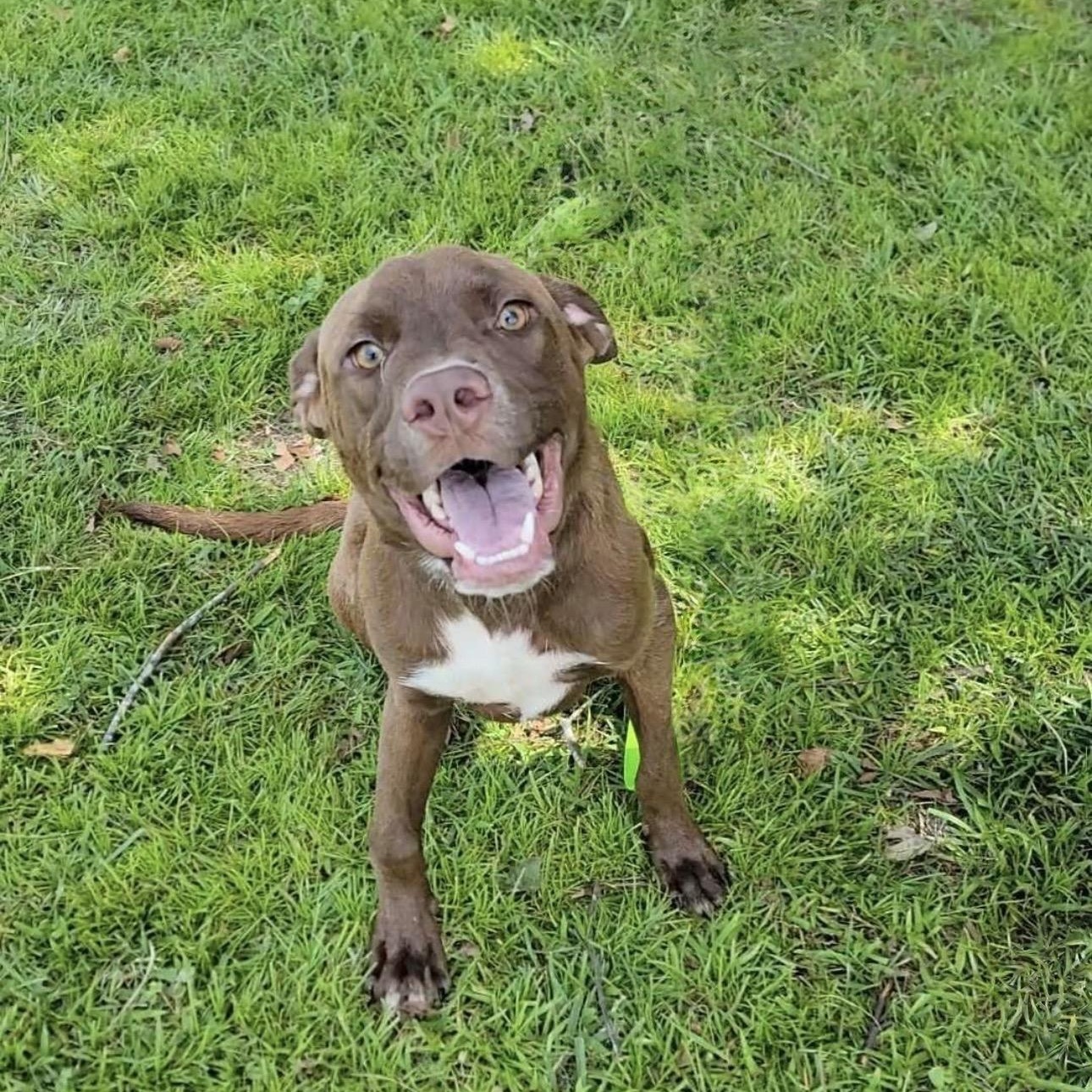 Craig, ADOPTABLE, Puppy Male Bulldog & Labrador Retriever.