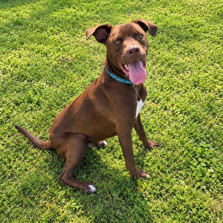 Craig, Adoptable, Puppy Male Bulldog & Labrador Retriever.