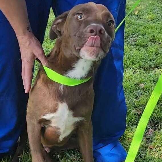 Craig, a ADOPTABLE mixed breed in Valdosta, GA image 2/3
