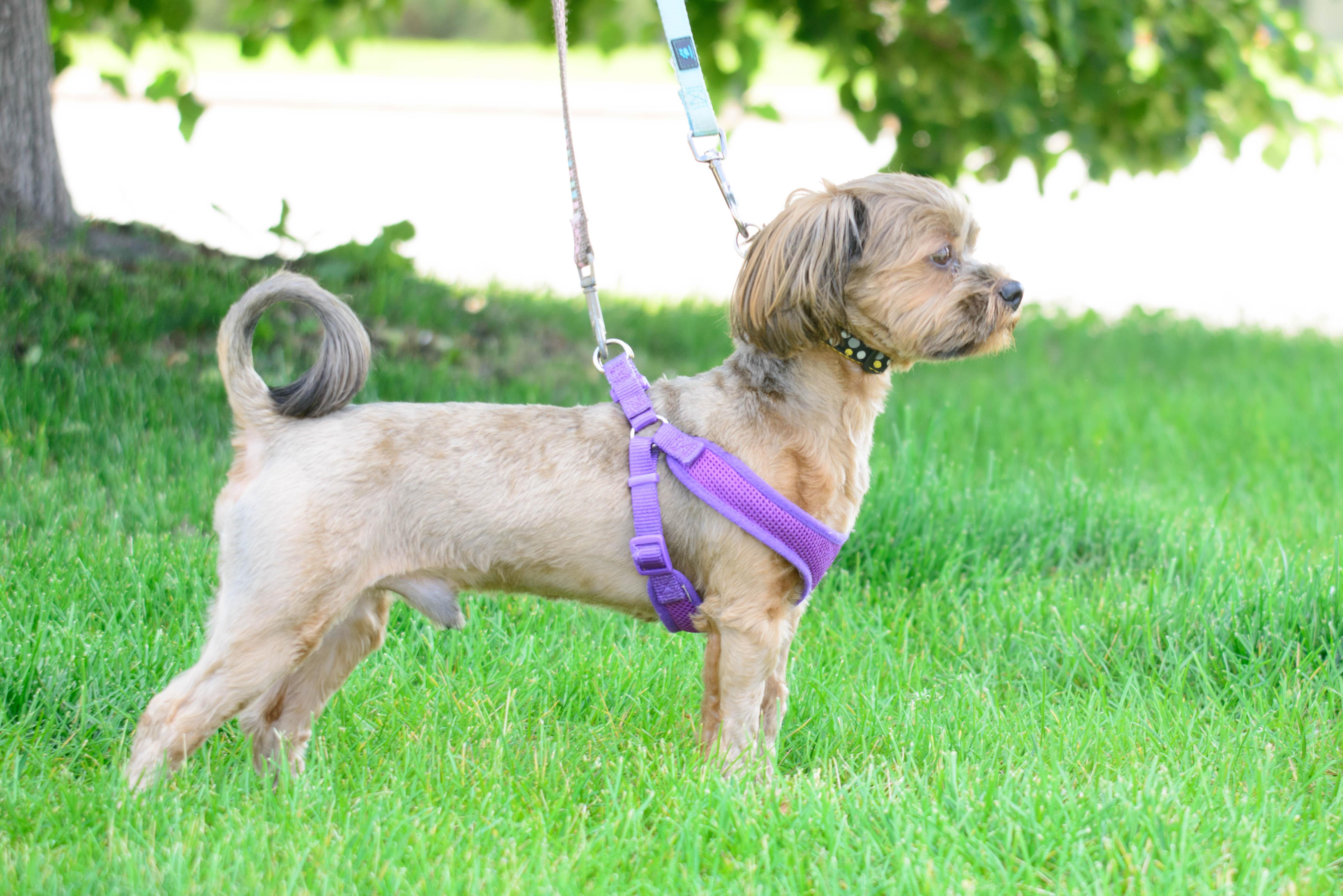 Blu, a Adoptable mixed breed in Farmington, MN image 3/6
