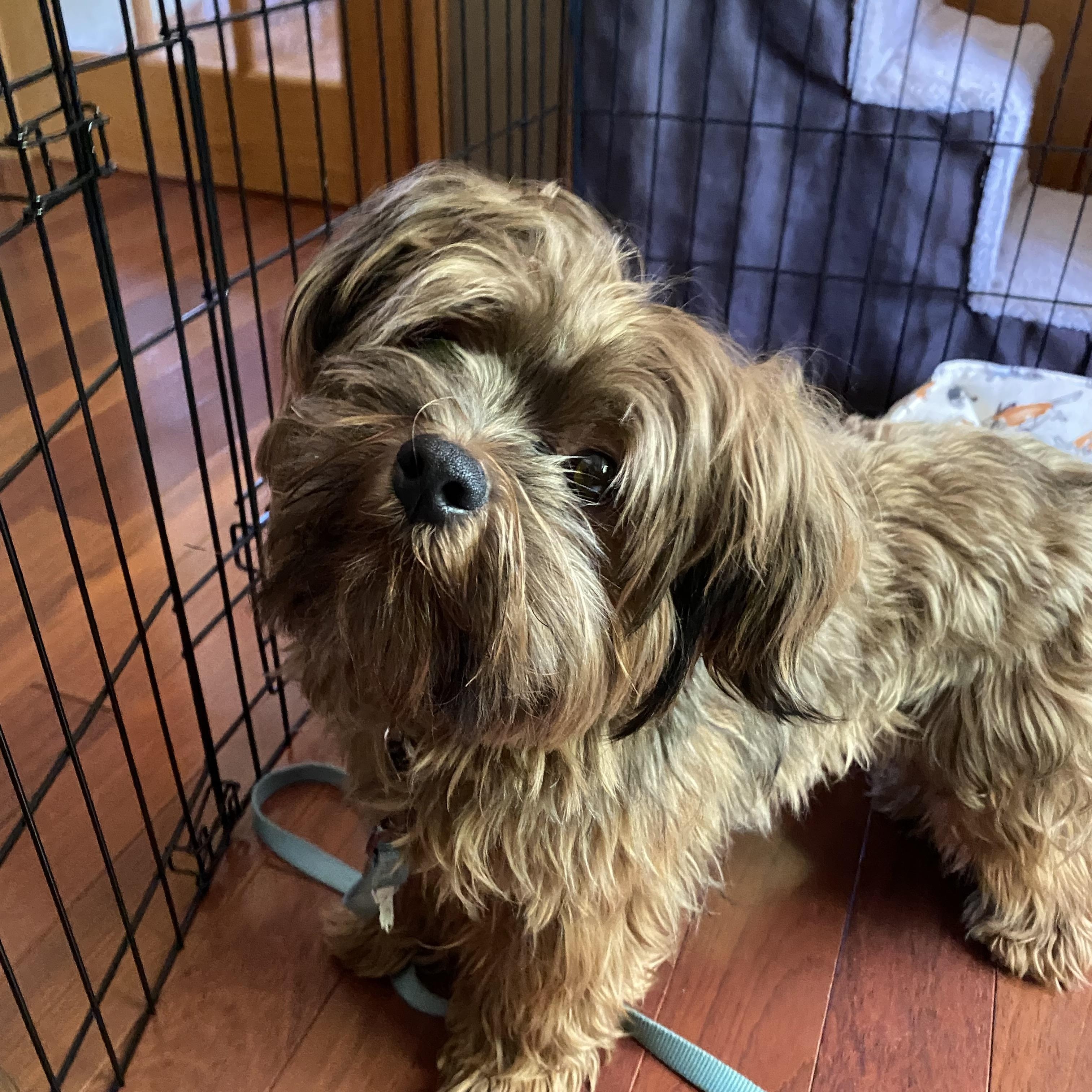 Blu, a Adoptable mixed breed in Farmington, MN image 6/6