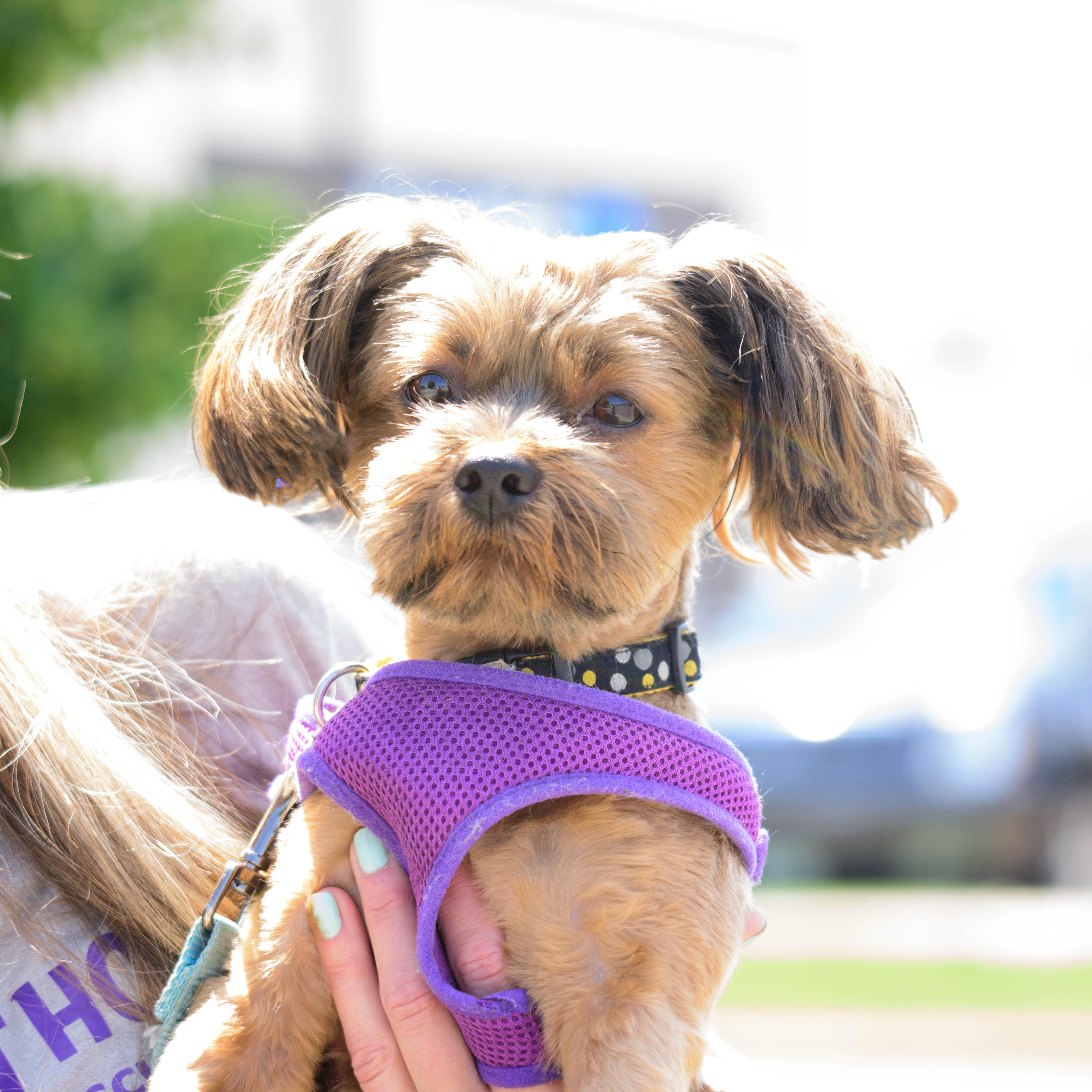 Blu, a Adoptable mixed breed in Farmington, MN image 1/6