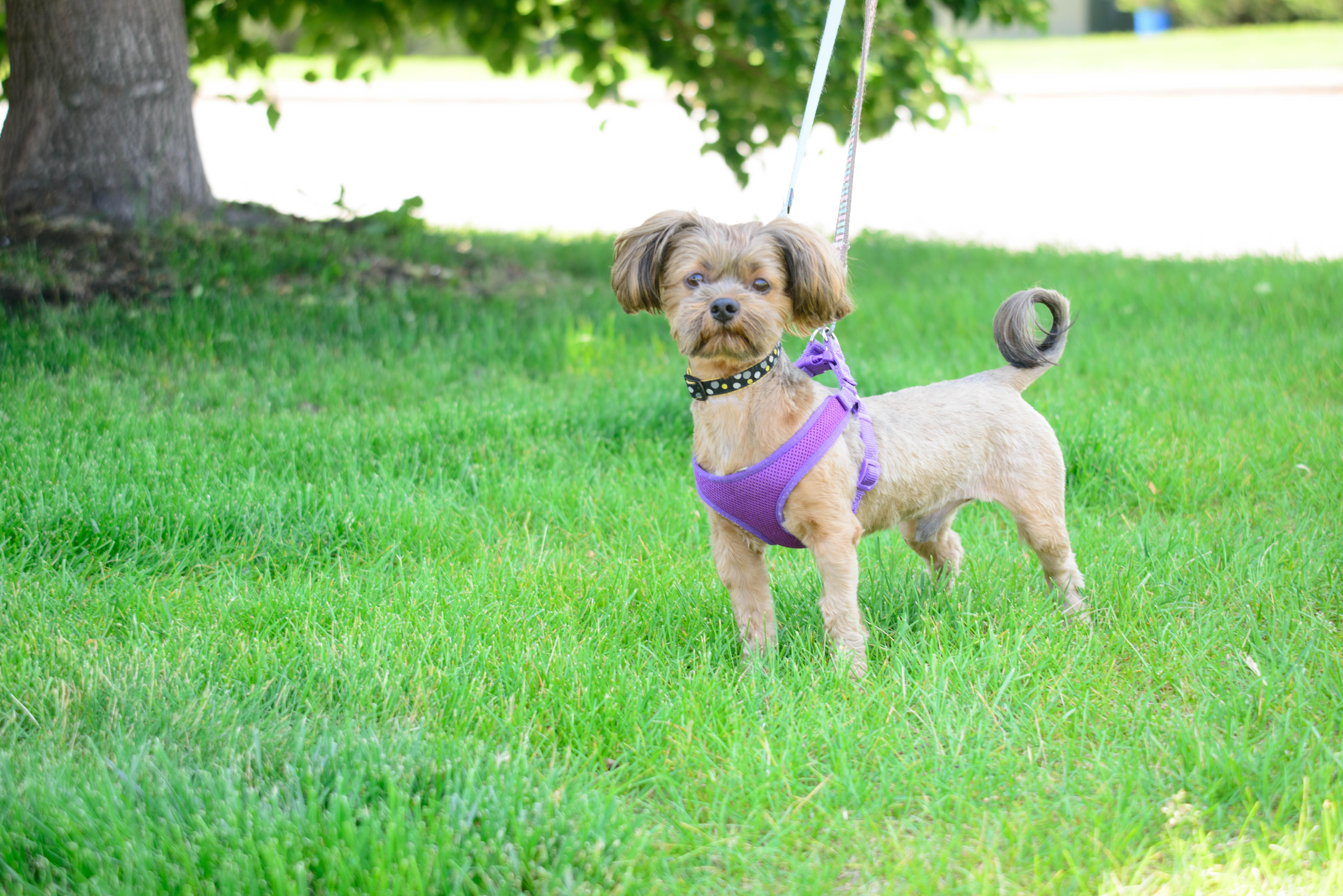 Blu, a Adoptable mixed breed in Farmington, MN image 2/6