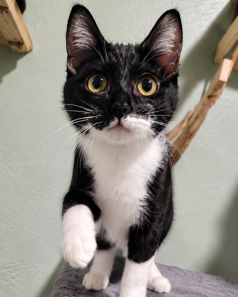 Enlarge Sprinkles, a Adoptable mixed breed in Labelle, FL image 1/6
