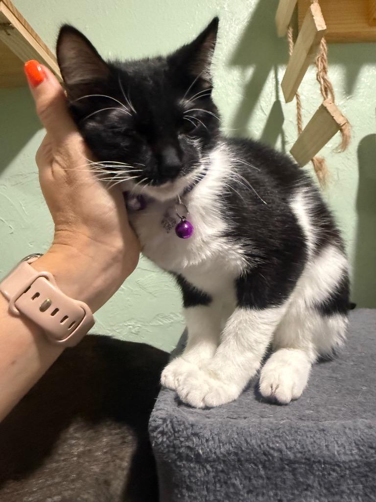Enlarge Sprinkles, a Adoptable mixed breed in Labelle, FL image 2/6