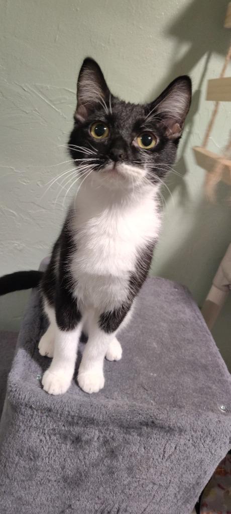 Enlarge Sprinkles, a Adoptable mixed breed in Labelle, FL image 3/6