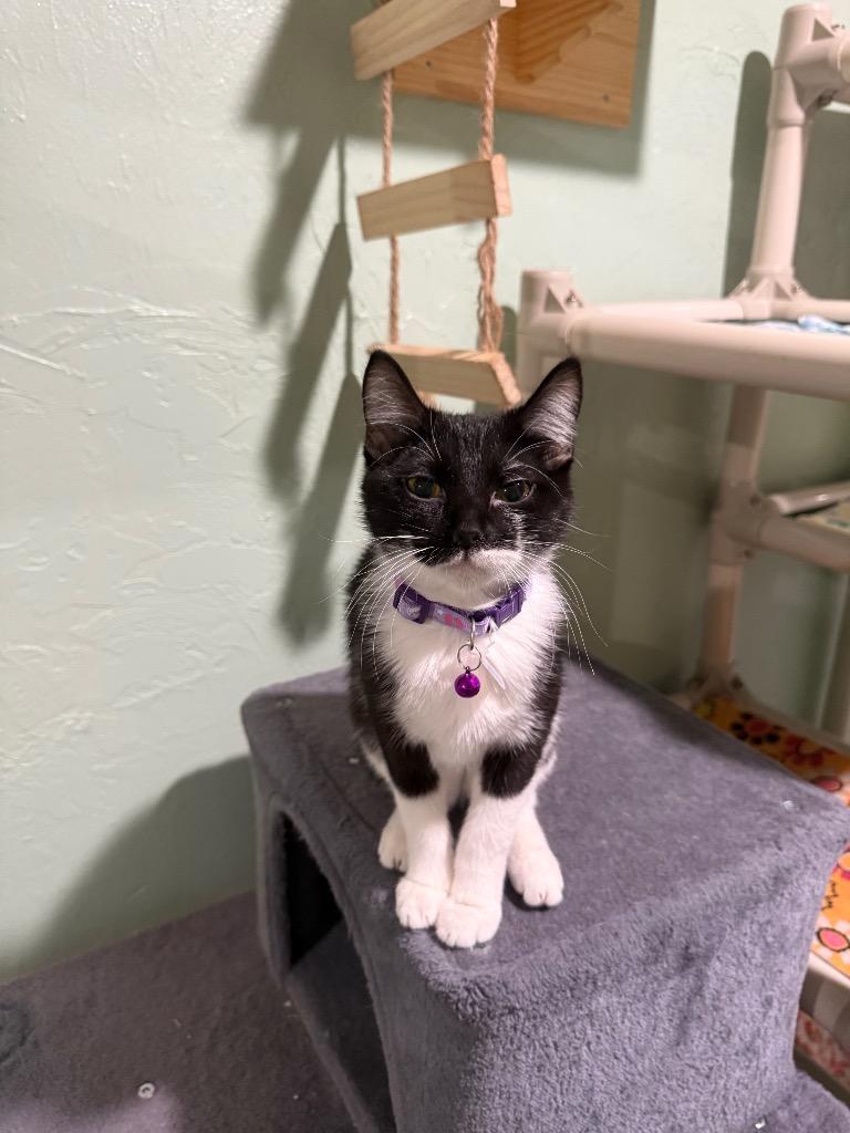 Enlarge Sprinkles, a Adoptable mixed breed in Labelle, FL image 4/6
