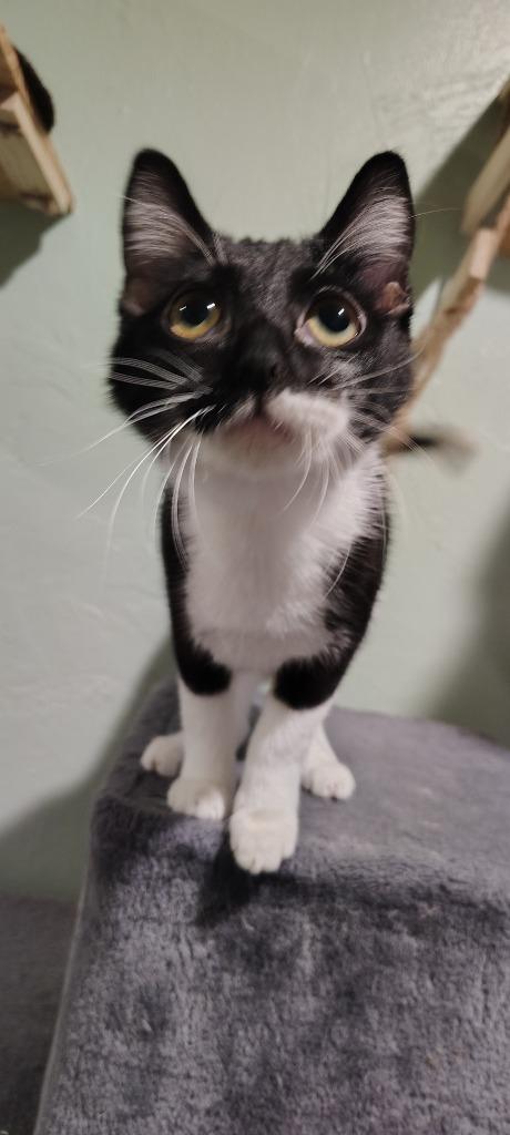 Enlarge Sprinkles, a Adoptable mixed breed in Labelle, FL image 5/6