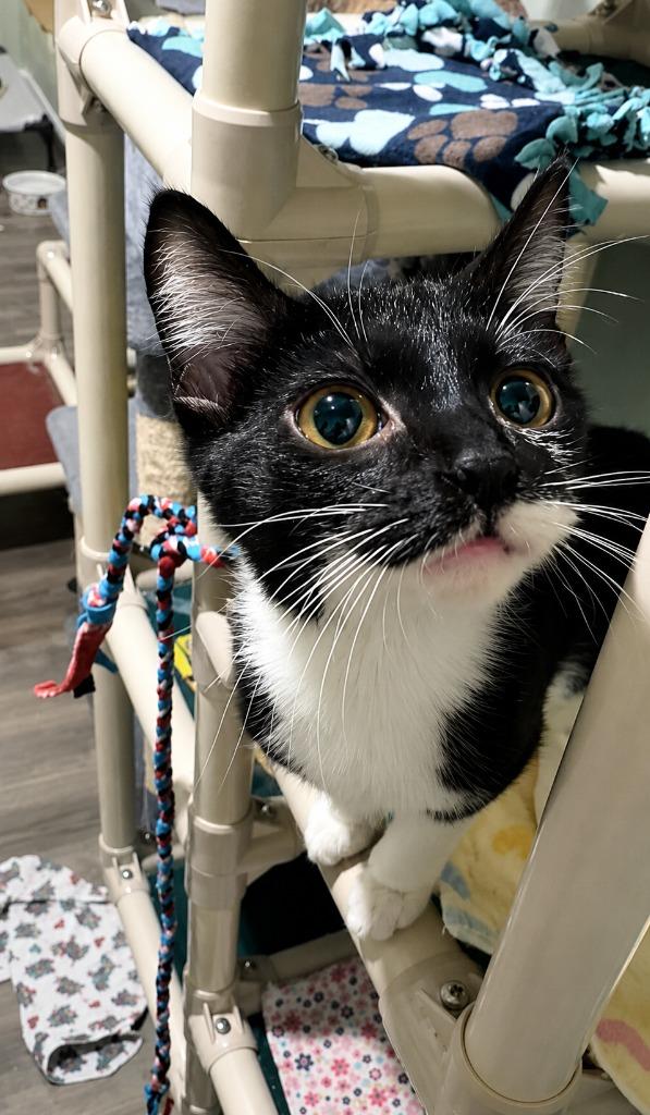 Enlarge Sprinkles, a Adoptable mixed breed in Labelle, FL image 6/6