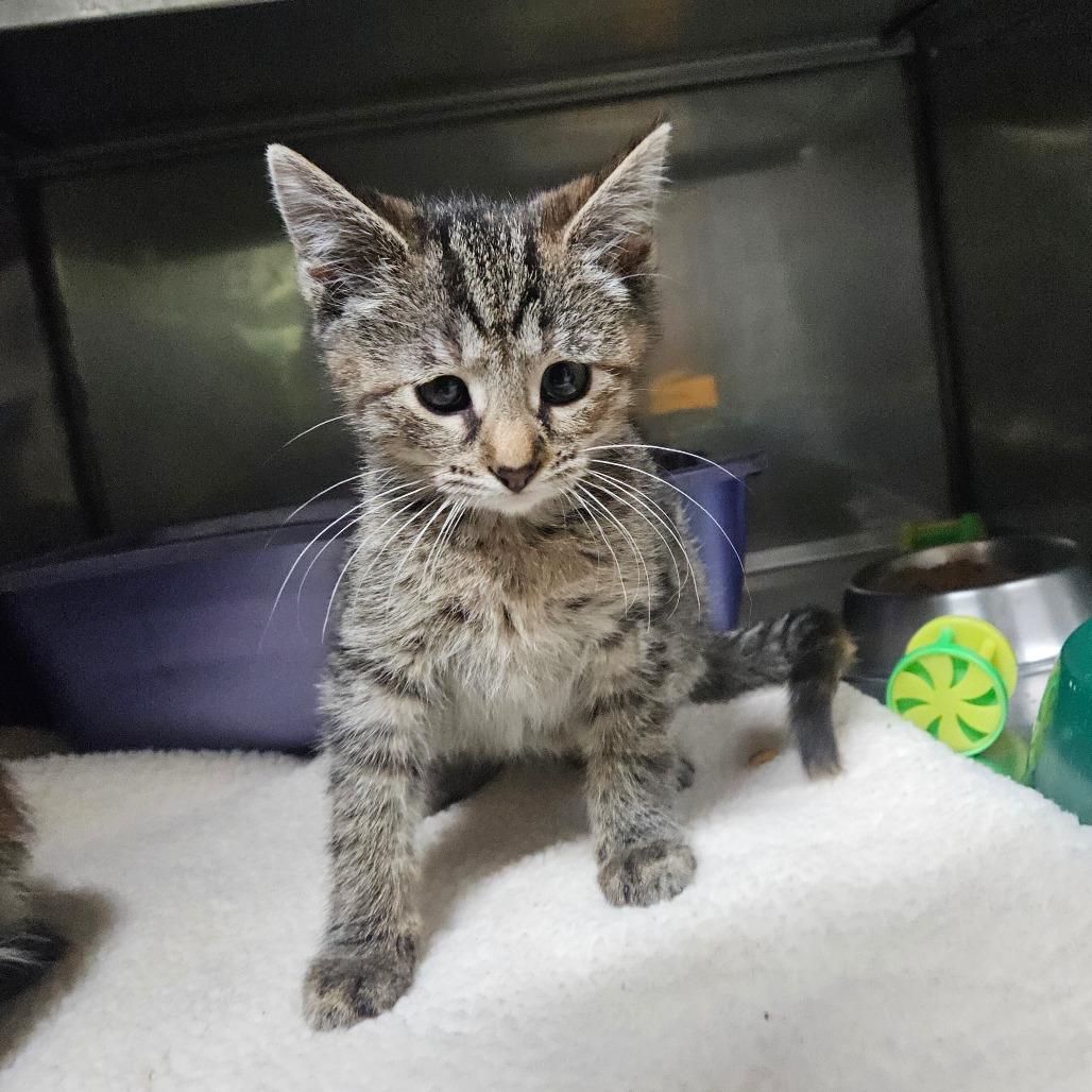 Enlarge Gypsy, a Adoptable Domestic Short Hair in Springfield, MO image 1/5