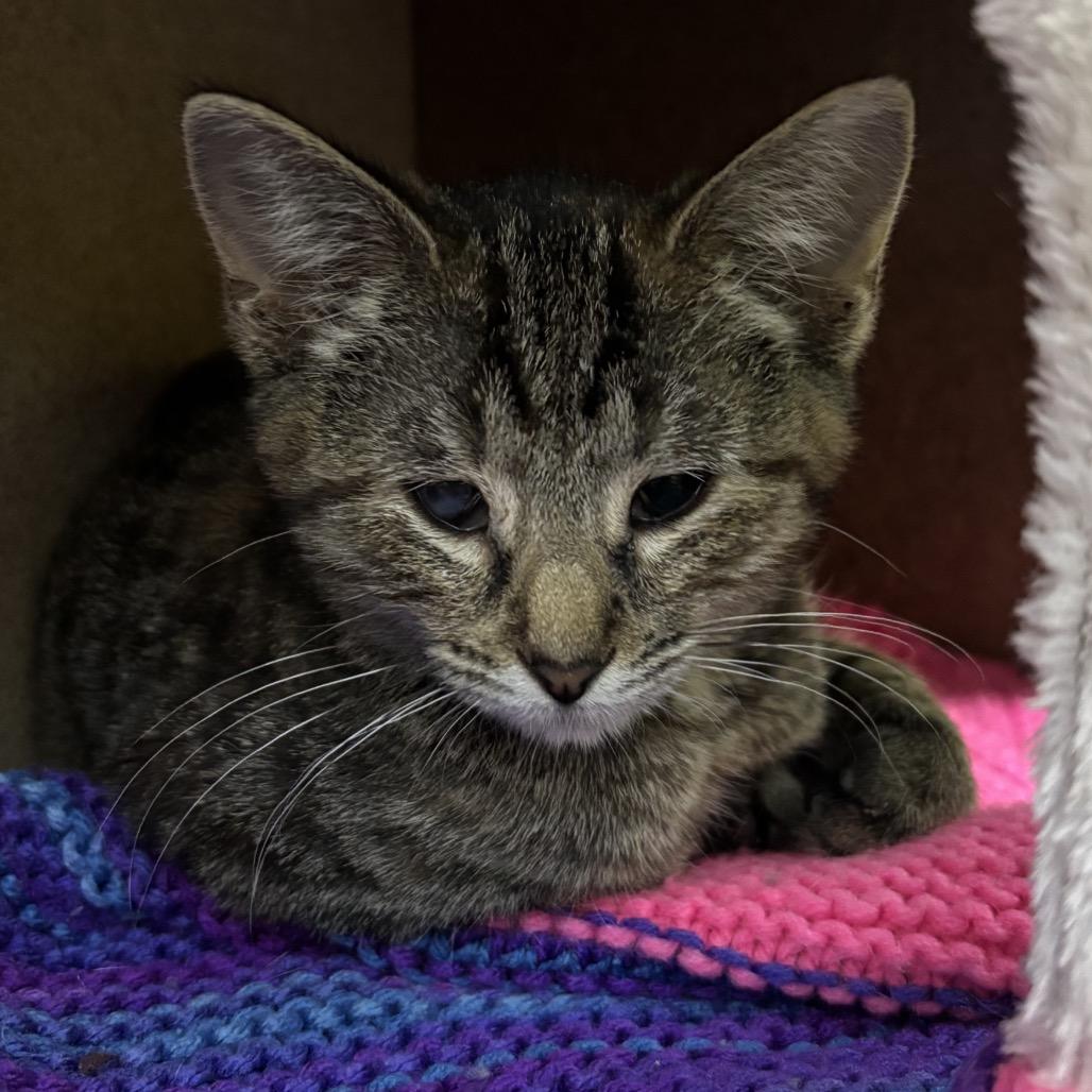 Enlarge Gypsy, a Adoptable Domestic Short Hair in Springfield, MO image 2/5