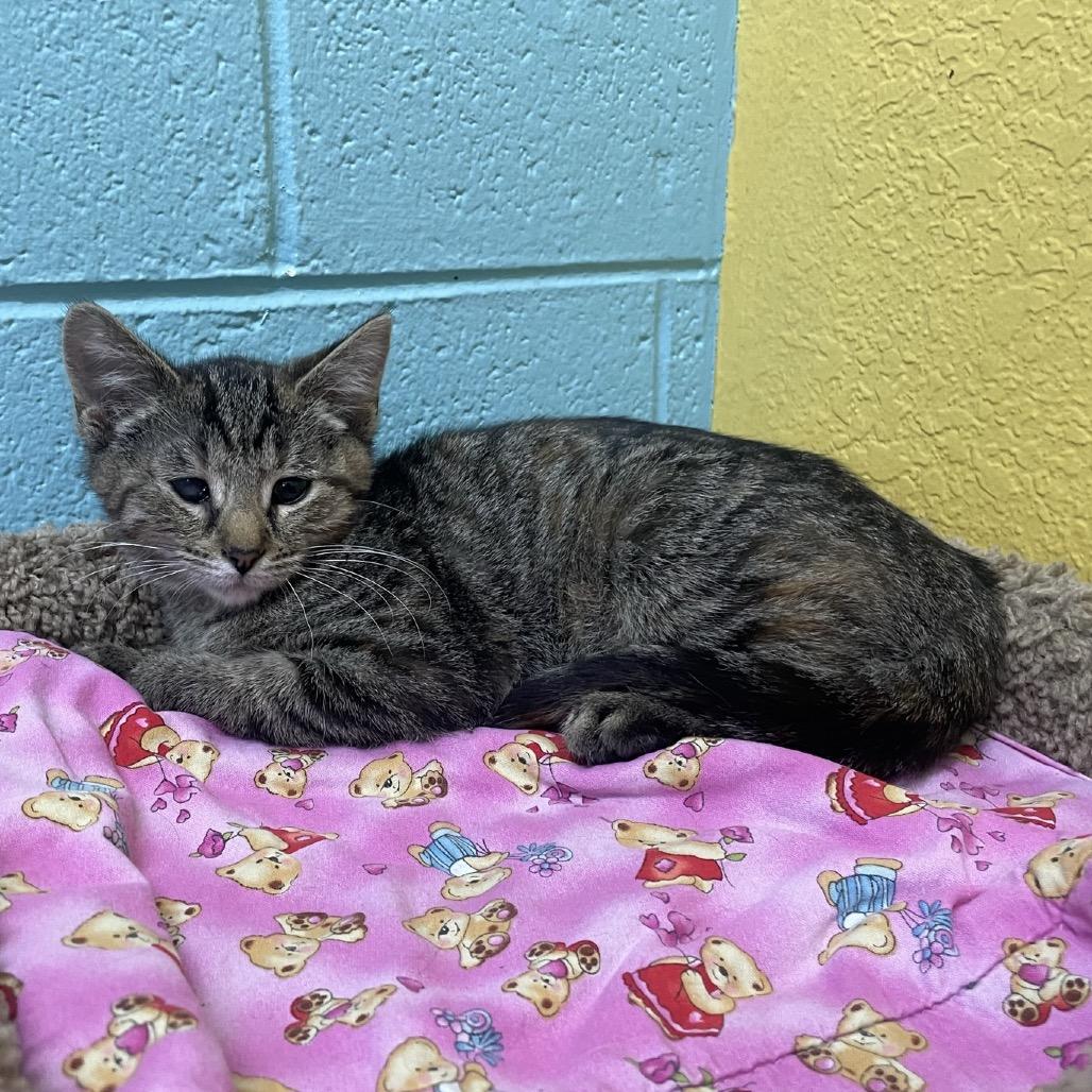 Enlarge Gypsy, a Adoptable Domestic Short Hair in Springfield, MO image 3/5