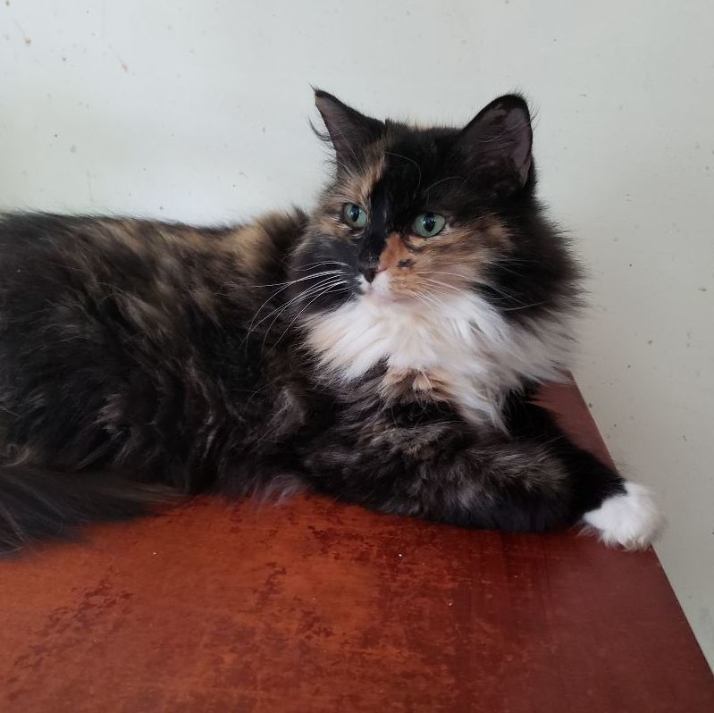 Temple - STILL AVAILABLE, Senior Female unknown