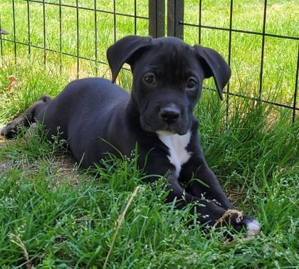 Harper 52047, ADOPTABLE, Puppy Female Mixed Breed.