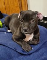 Harper 52047, a ADOPTABLE Mixed Breed in Oklahoma City, OK image 2/2