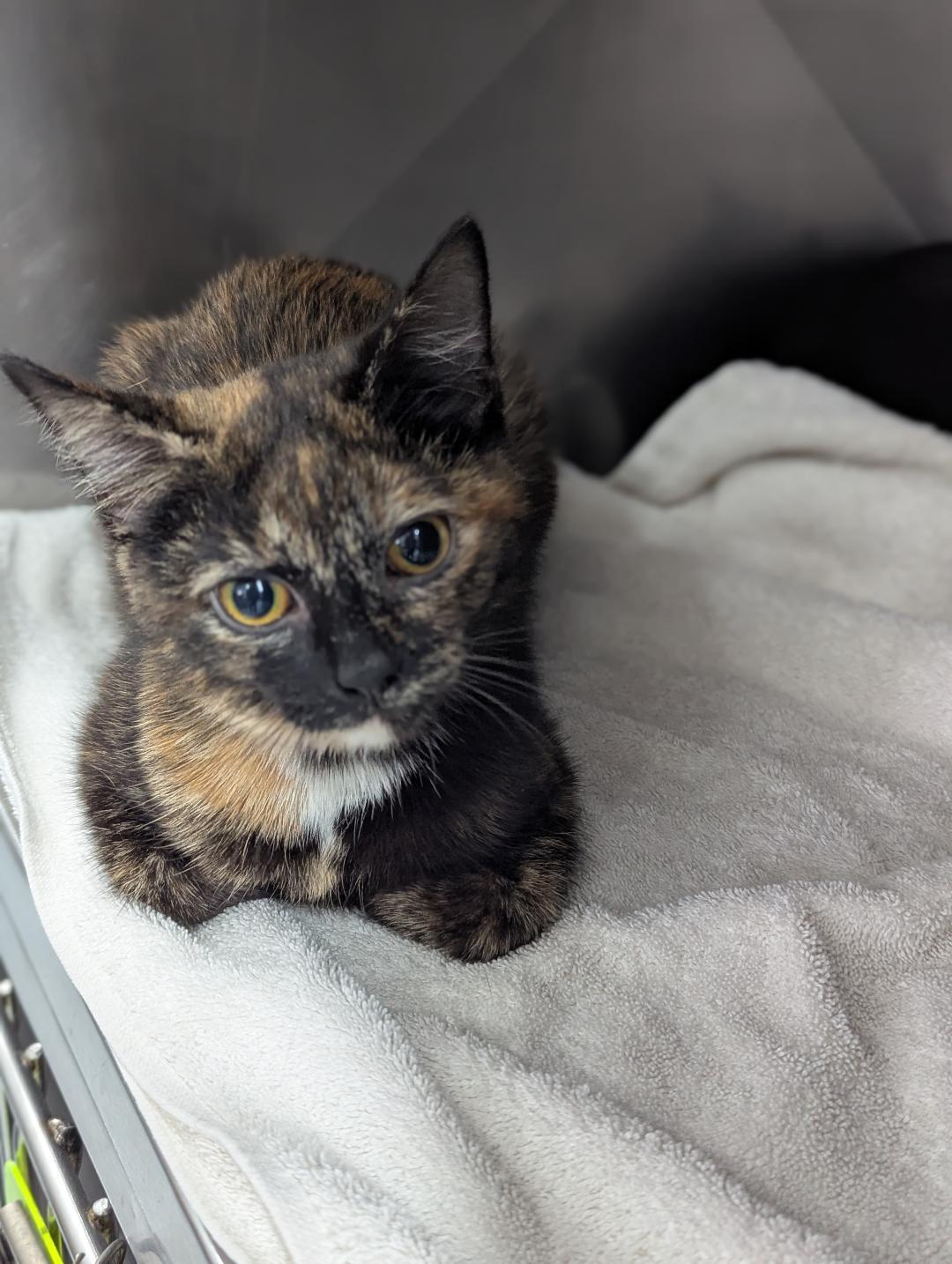  Krissy & Glenda, ADOPTABLE, Young Female Domestic Short Hair.