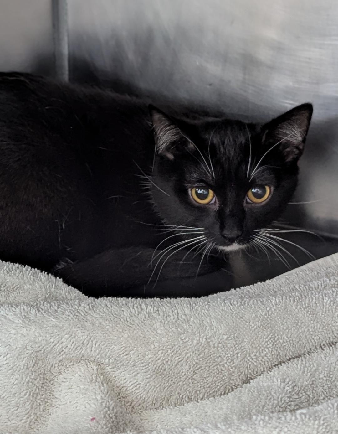 Enlarge  Krissy & Glenda, a ADOPTABLE Domestic Short Hair in Mount Vernon, OH image 2/2