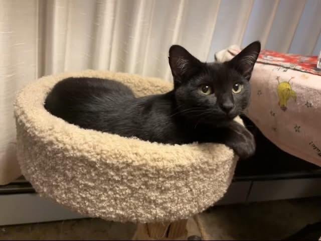 Casper, Young Male Domestic Short Hair