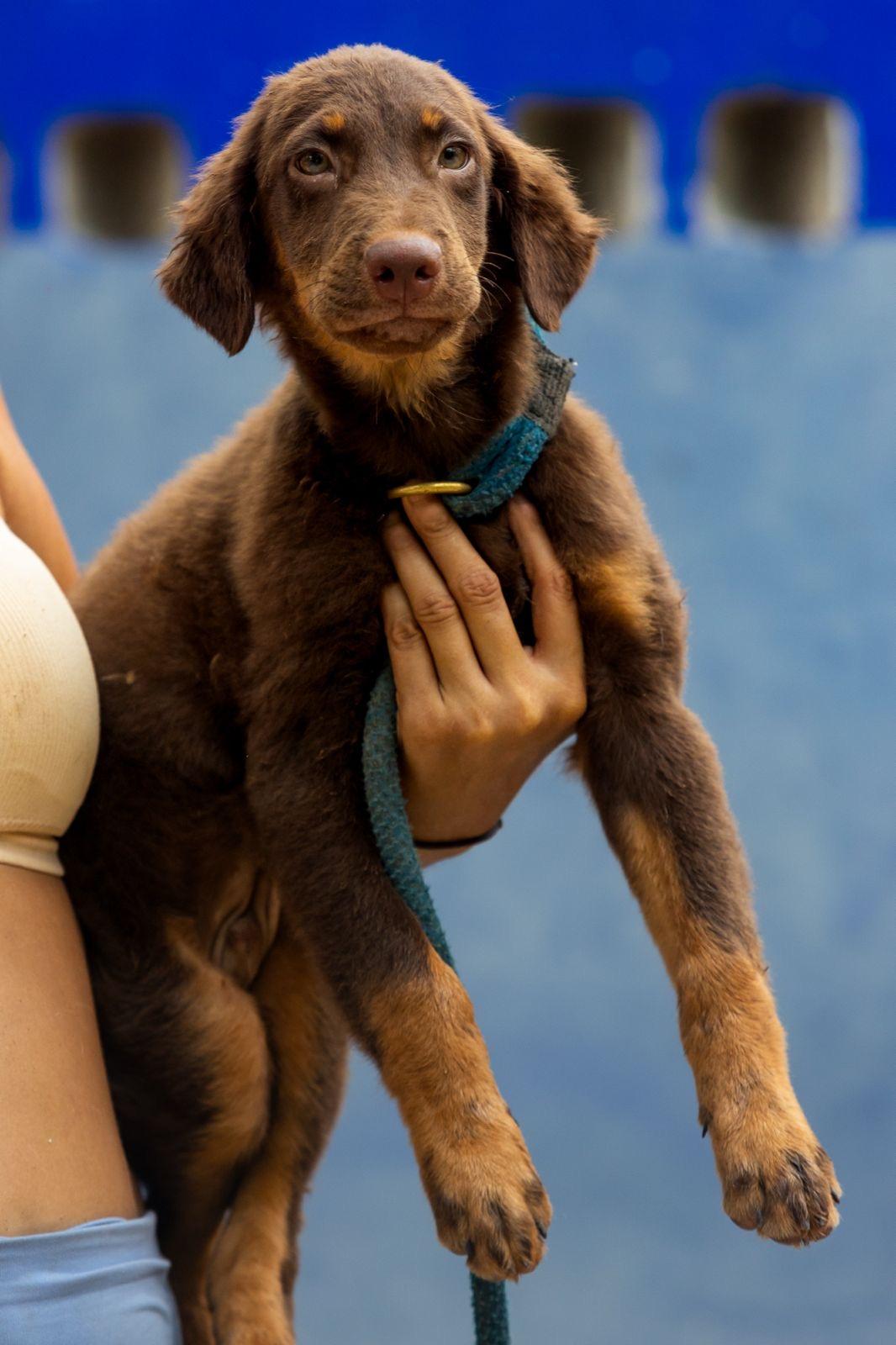 Grizzly, a ADOPTABLE mixed breed in New York, NY image 3/6