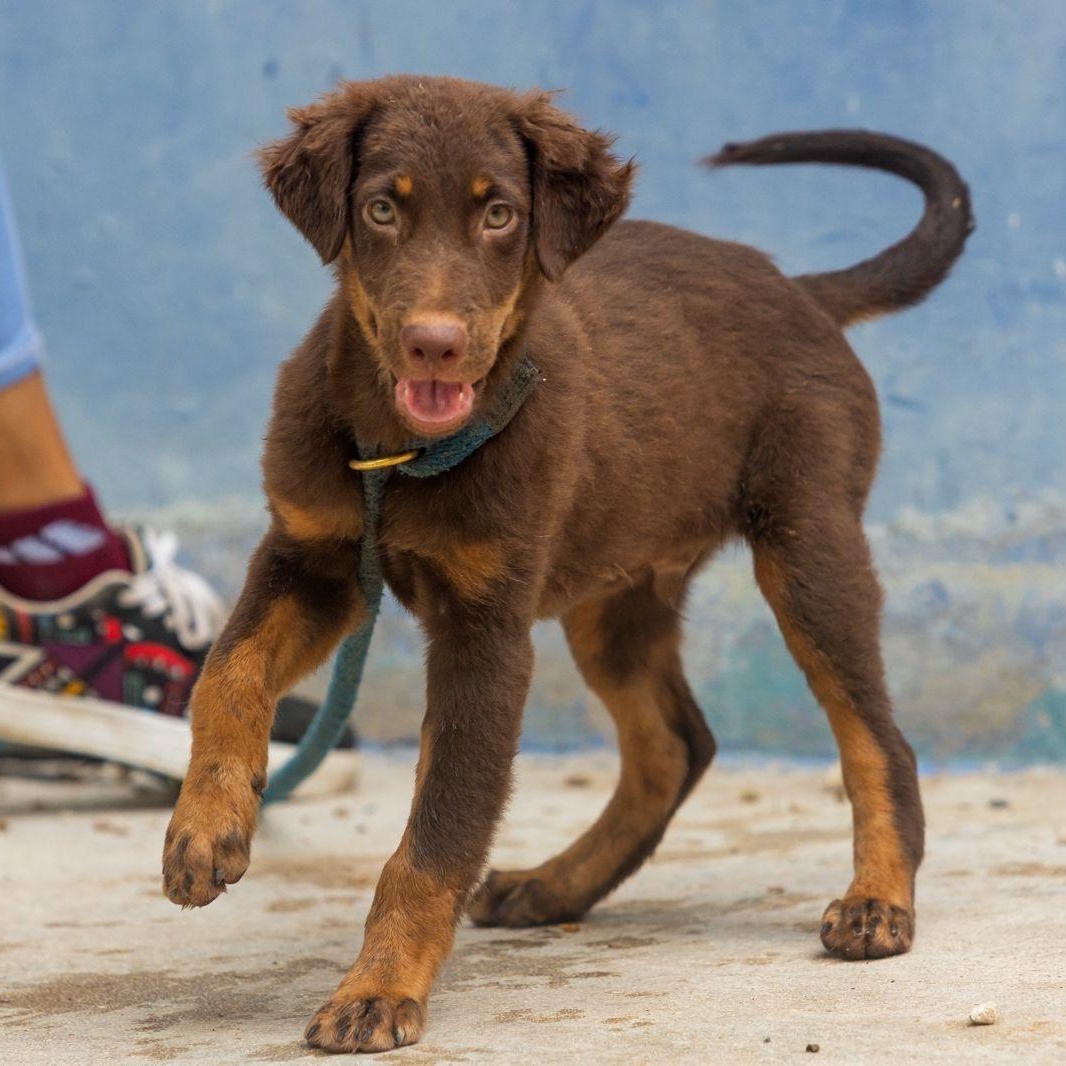 Grizzly, a ADOPTABLE mixed breed in New York, NY image 4/6