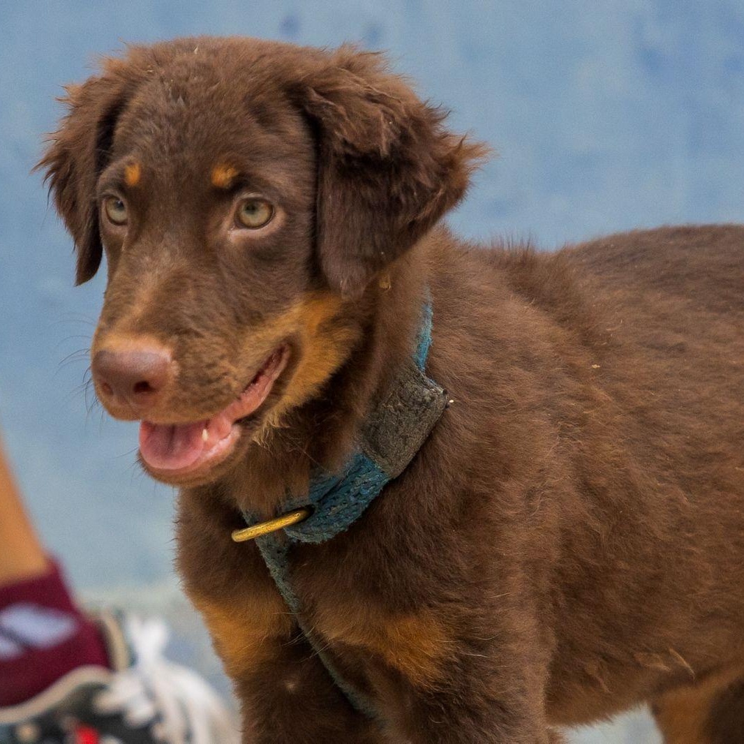 Grizzly, ADOPTABLE, Puppy Male Australian Kelpie & Whippet.