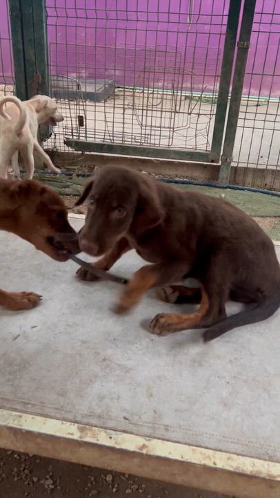 Enlarge Grizzly, a ADOPTABLE mixed breed in New York, NY video 6/6