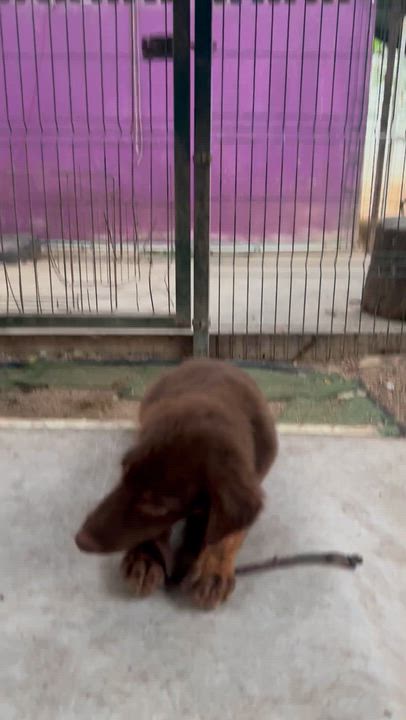 Enlarge Grizzly, a ADOPTABLE mixed breed in New York, NY video 5/6