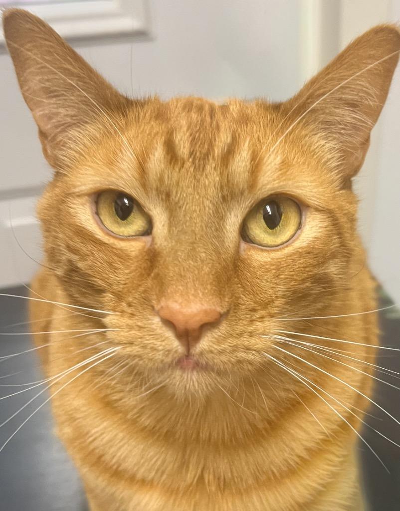 Henry, Adoptable, Adult Male Domestic Short Hair.