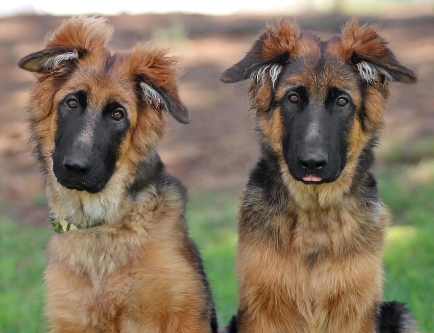 *Balto von Reina