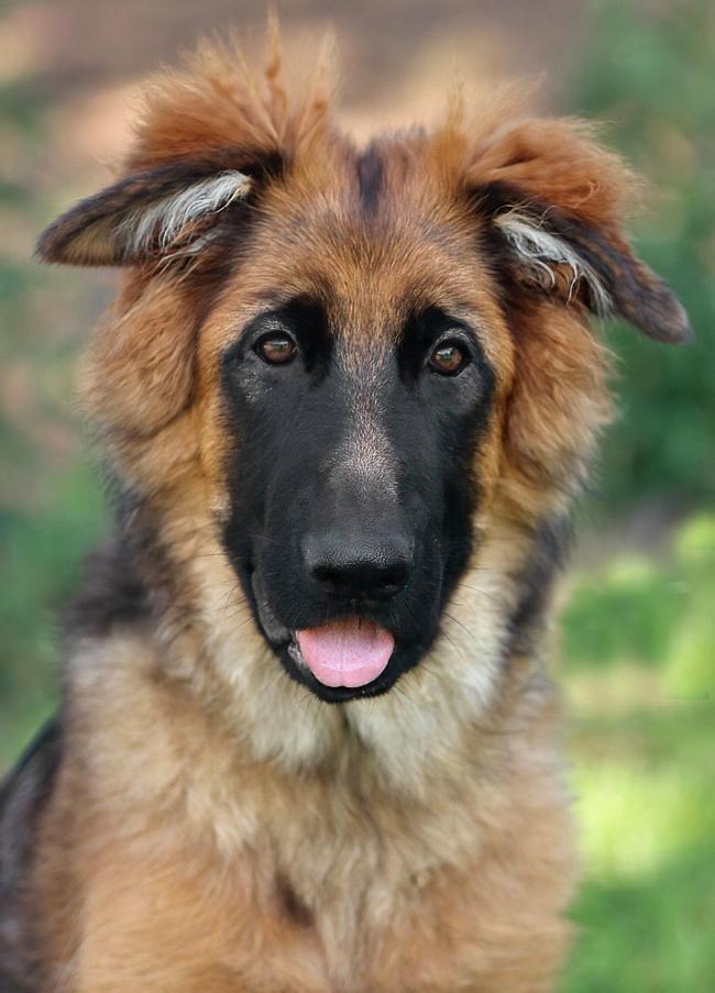*Balto von Reina