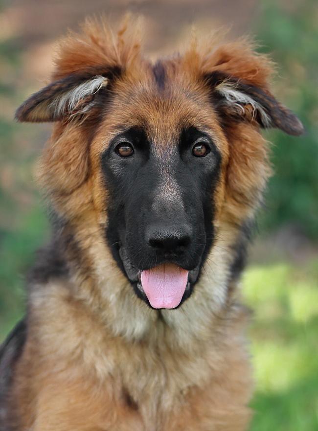 Balto von Reina is a stunning 5 month old long haired German Shepherd puppy Own